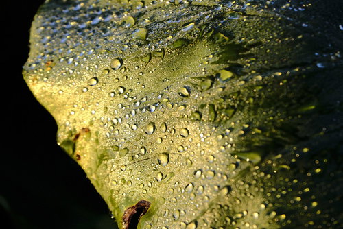 硬い表情の水滴が宿る緑の葉 雨上がりの朝露がキラキラ輝く