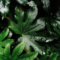 雨上がりの硬質な質感を持つ木の葉に残る水滴の写真