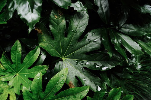 雨上がりの硬質な質感を持つ木の葉に残る水滴