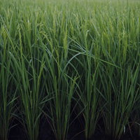 秋に向けて実をつける稲穂が垂れ下がる田んぼの写真