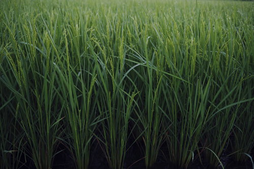 秋に向けて実をつける稲穂が垂れ下がる田んぼ