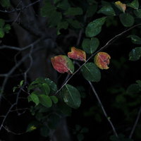 暗い森の中で色づき始めた紅葉の葉の写真