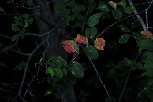 暗い森の中で色づき始めた紅葉の葉