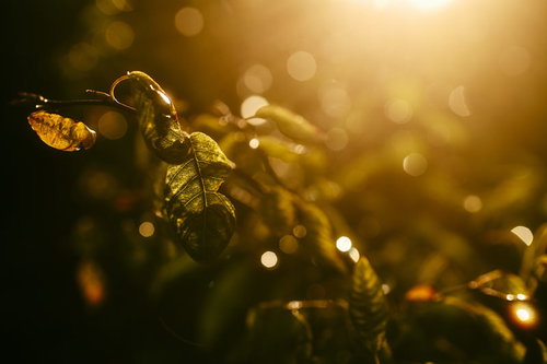夕焼けに輝く枯葉と西日の逆光、細い枝に揺れる秋の風景