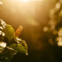 西日の中で琥珀のように輝く水滴が付いた枯葉の写真