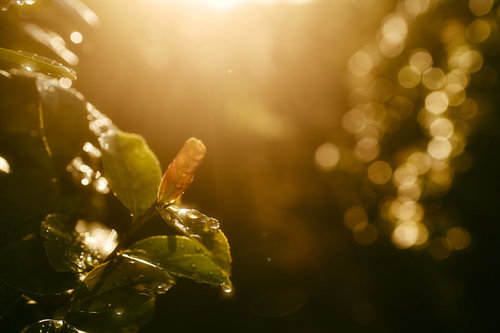 西日の中で琥珀のように輝く水滴が付いた枯葉