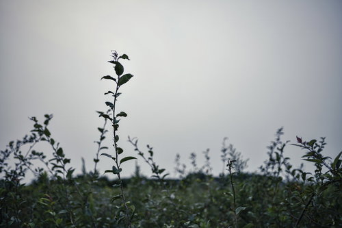 曇り空を背景に一本立つ木の枝