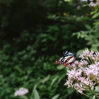 花の蜜を吸うアサギマダラの写真