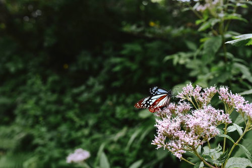 花の蜜を吸うアサギマダラ