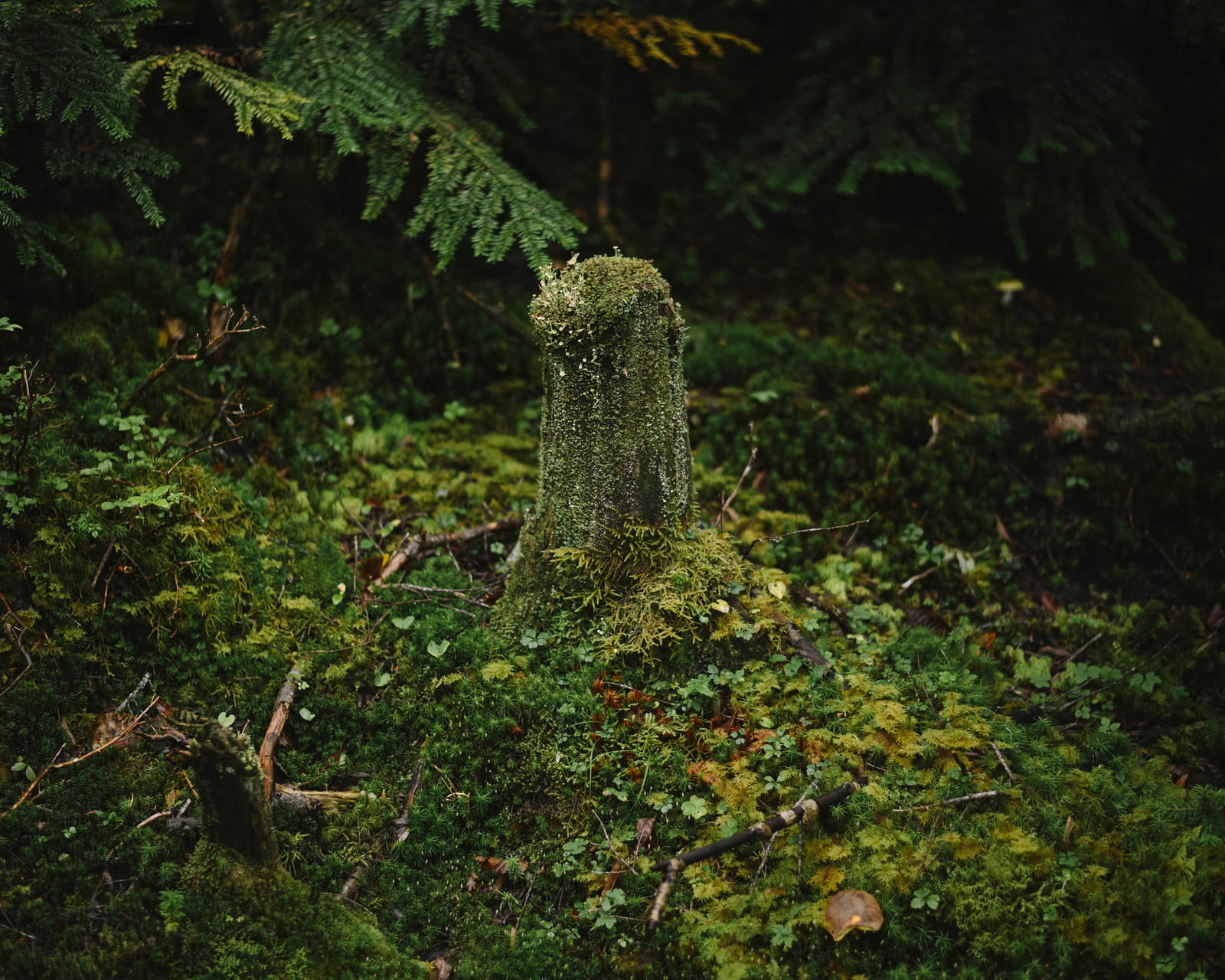 深い森の中で緑の苔に覆われた切り株と周囲の苔むした地面