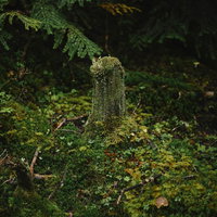 苔に包まれ朽ちゆくような切り株の写真