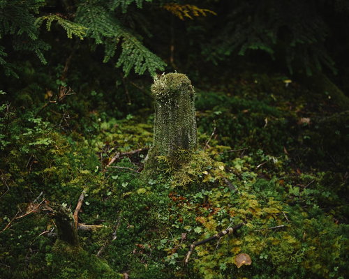 苔に包まれ朽ちゆくような切り株
