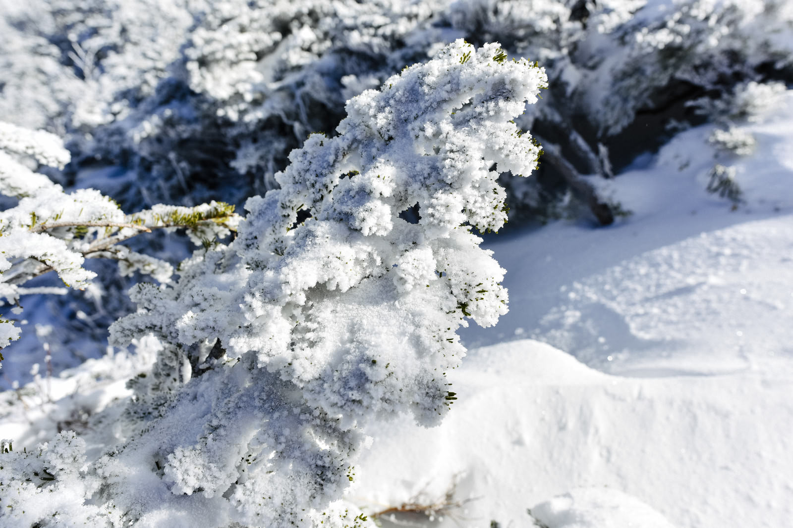 雪化粧と霧氷に覆われた金峰山のハイマツの冬景色