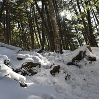 雪が積もる奥秩父の樹林、日本百名山の金峰山の写真