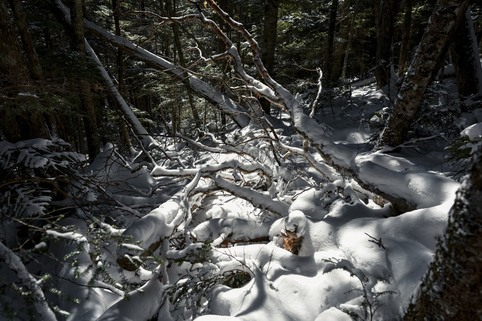 雪に埋もれた奥秩父・金峰山の樹林帯