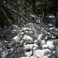 雪に埋もれてゆく奥秩父の樹林、日本百名山の金峰山の写真