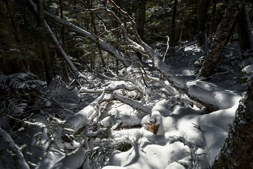 雪に埋もれてゆく奥秩父の樹林、日本百名山の金峰山