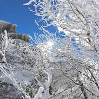 霧氷の隙間から顔を見せる太陽（金峰山）の写真