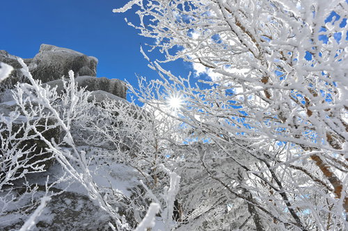 霧氷の隙間から顔を見せる太陽（金峰山）