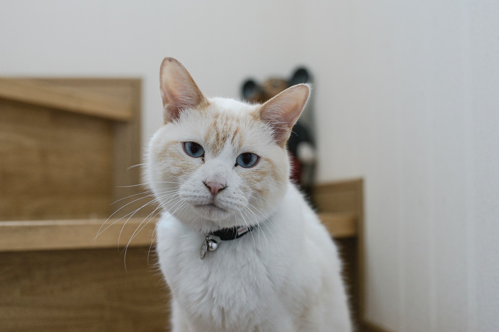 鈴付きの黒い首輪をした白い猫がこちらを見つめている