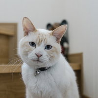 何見てんニャン、首輪の白猫、こちらを見つめる猫の写真