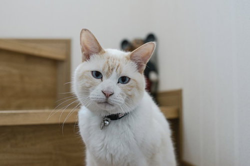 何見てんニャン、首輪の白猫、こちらを見つめる猫