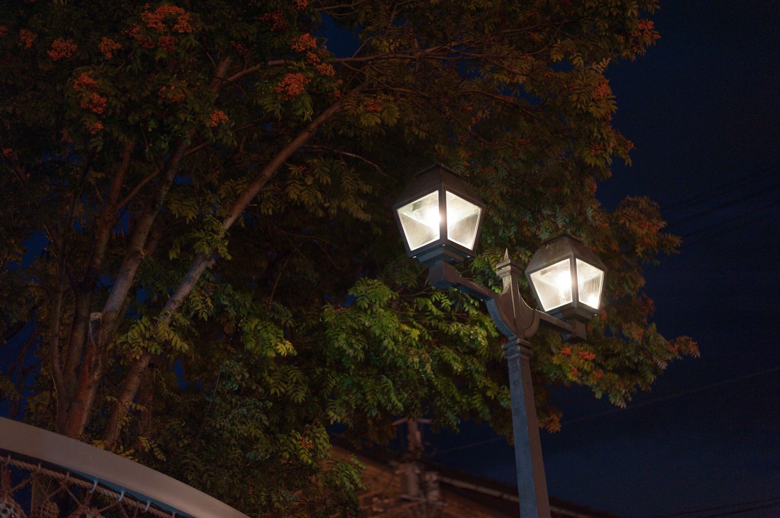夜空に映える街灯の暖かい光と周囲の色づいた紅葉