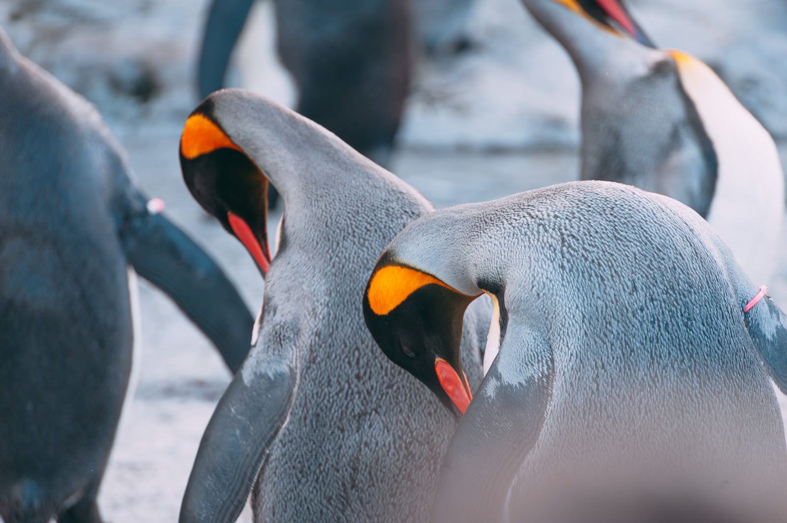 首を曲げて毛づくろいをしているオレンジ色のくちばしを持つペンギン