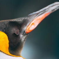 ペンギン群の個体クローズアップ、オレンジ色の嘴の写真