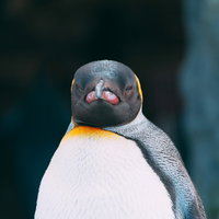 正対する野生ペンギンの群れ - 南極の海鳥の集団の写真