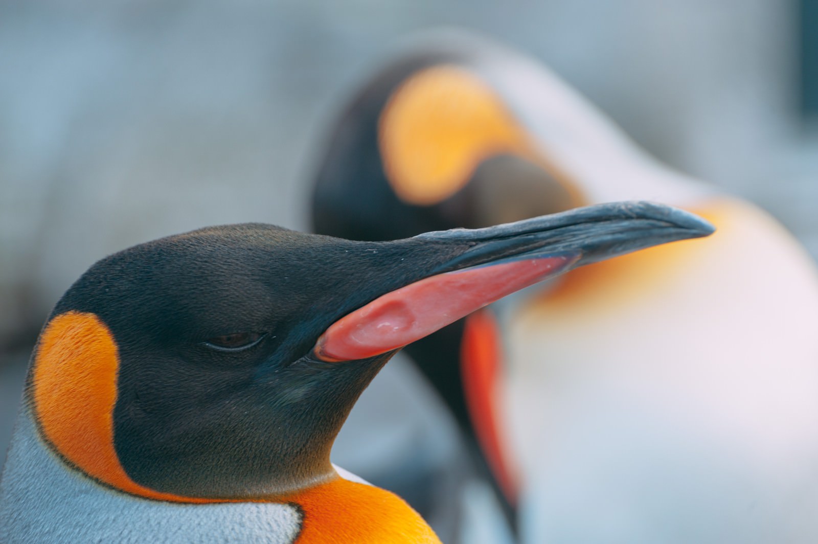 オレンジ色のくちばしを持つペンギンのクローズアップ