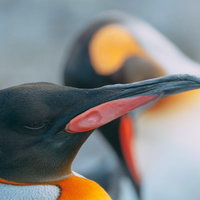 オレンジ色のくちばしを持つペンギンの群れの写真