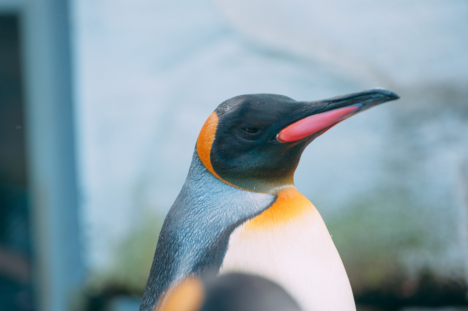 旭山動物園で撮影されたオレンジ色のくちばしを持つペンギンの横顔