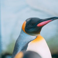 旭山動物園で撮影したペンギン群の集団生活風景の写真