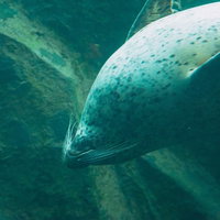 水族館の水中を泳ぐアザラシの写真