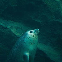 水中を遊泳するアザラシの優雅な泳ぐ姿の写真