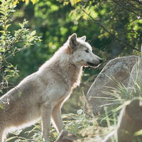 旭川動物園の岩場に立つオオカミの横向きの姿勢の写真