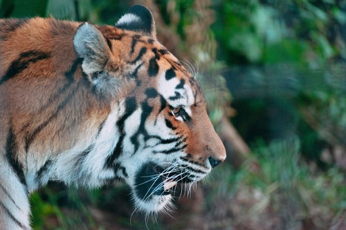 北海道旭川市のトラの横顔