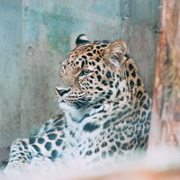 動物園の檻で休憩するヒョウの横向き姿の写真