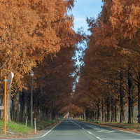 空を覆う紅葉したメタセコイア並木道と青空の写真