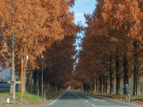 空を覆う紅葉したメタセコイア並木道と青空