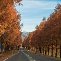 秋晴れに映えるメタセコイア並木道の紅葉風景の写真