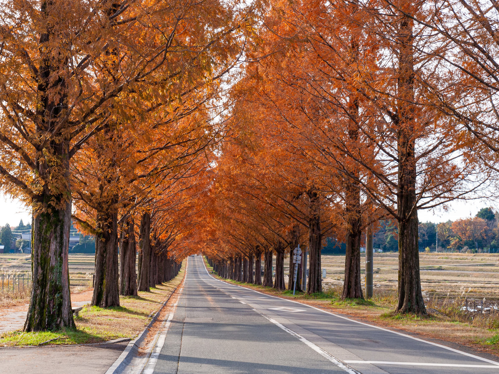 オレンジ色に紅葉したメタセコイアが道路の両脇に並ぶ美しい並木道