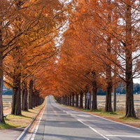 紅葉したメタセコイアの並木道と伸びる影の写真