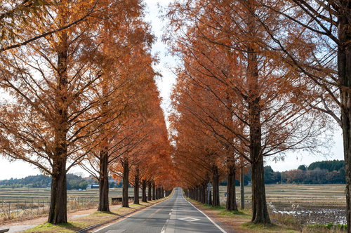 どこまでも続くオレンジ色に紅葉したメタセコイア並木道