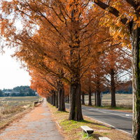 紅葉したメタセコイア並木と歩道に沿うベンチの写真
