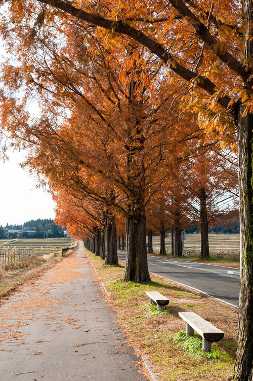 紅葉したメタセコイア並木と歩道に沿うベンチ