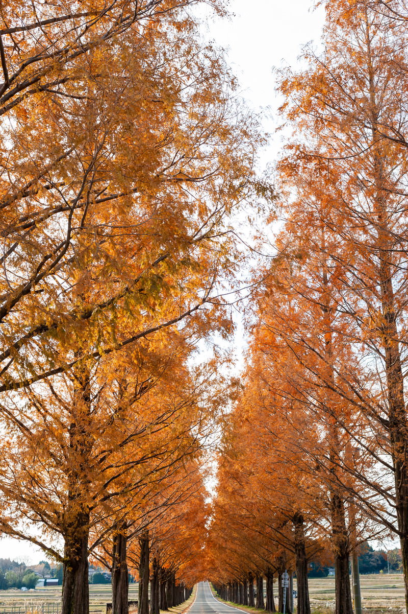 オレンジ色に紅葉したメタセコイアが道の両側に立ち並ぶ秋の並木道