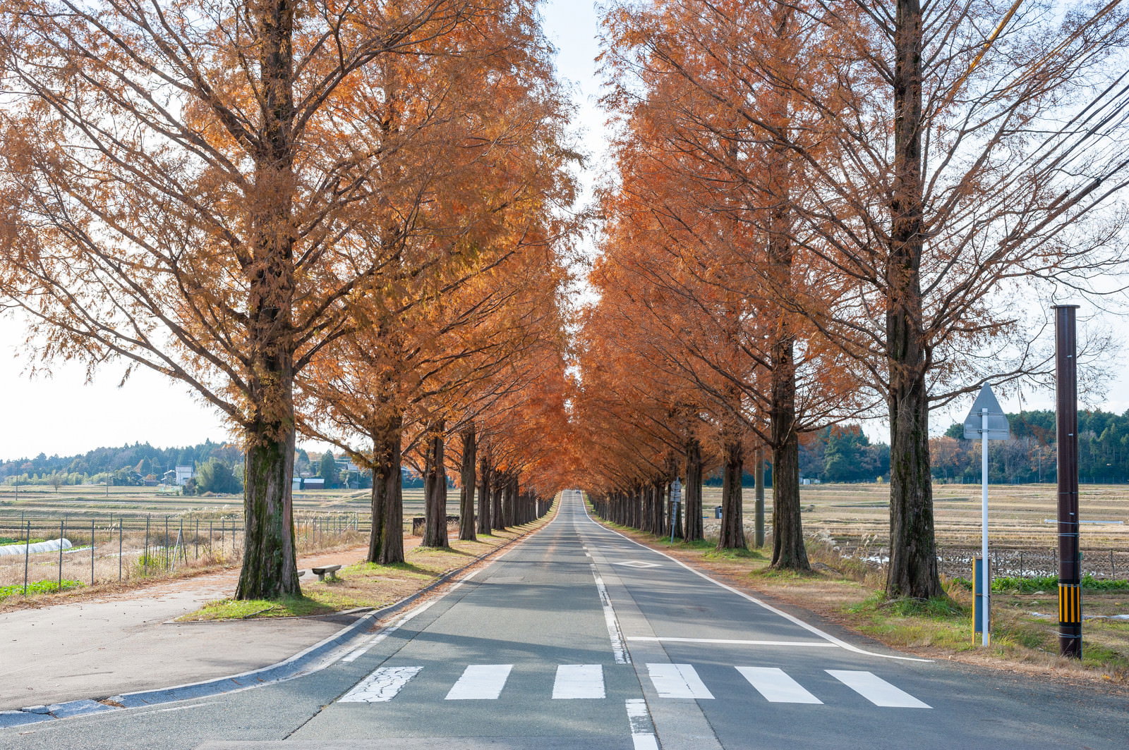 道路の両側に紅葉したメタセコイアが立ち並ぶ並木道と手前の横断歩道