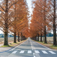 秋の紅葉したメタセコイア並木と横断歩道のある道路風景の写真